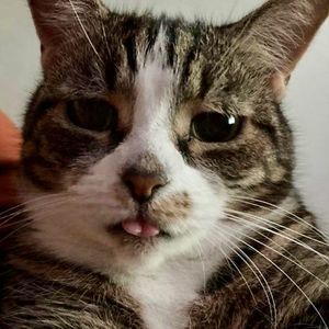 Meet your Posher, Sammy